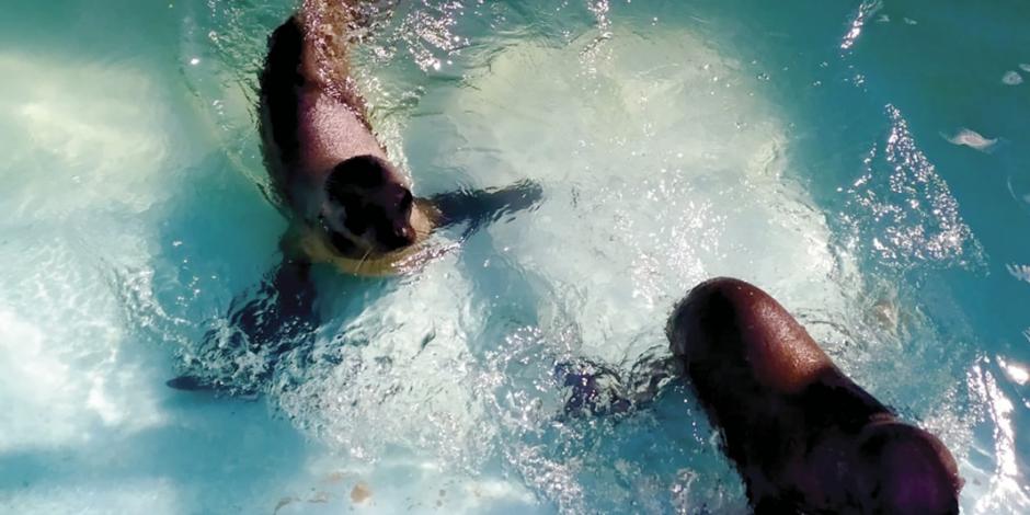 Adopta Chapultepec a lobos marinos rescatados