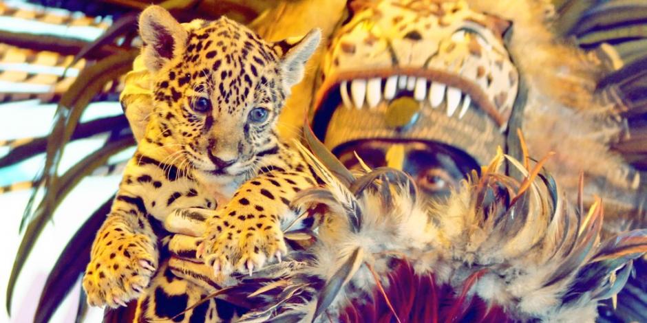 Presentan a cachorra de jaguar en Zoológico de Tlaxcala