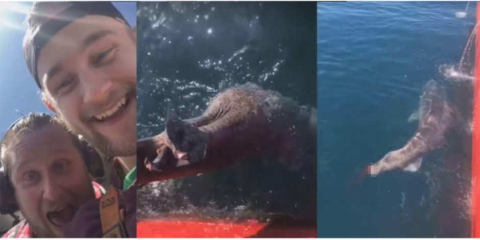 VIDEO: Dos pescadores le cortan la cola a un tiburón para burlarse de él