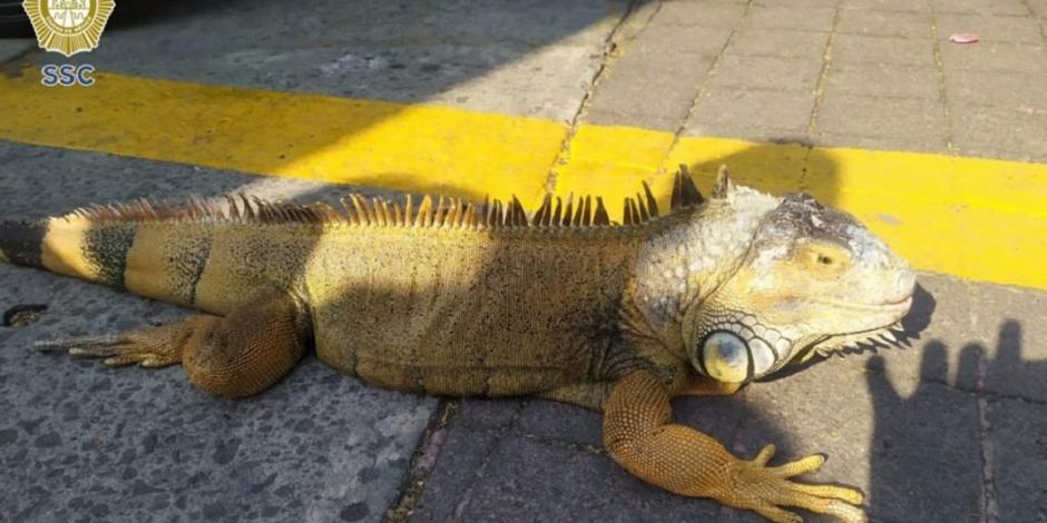 Detienen a joven por pasear a su iguana en Metro Centro Médico