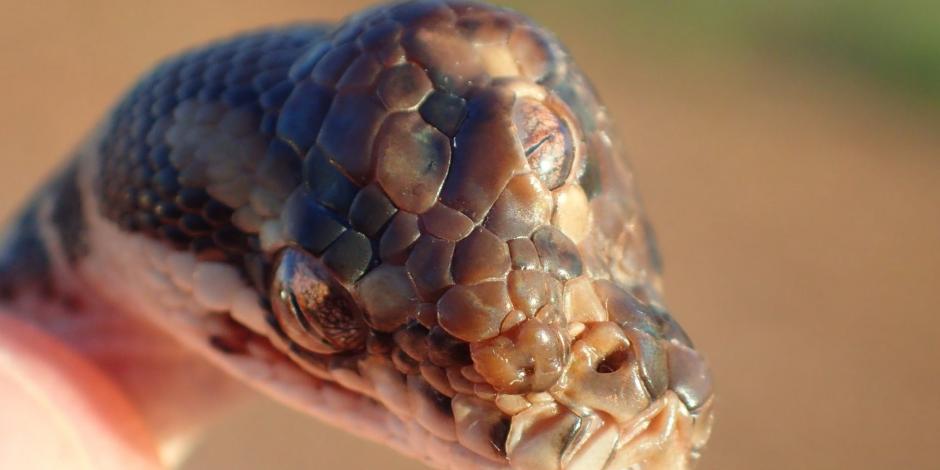 Encuentran serpiente de tres ojos en carretera de Australia