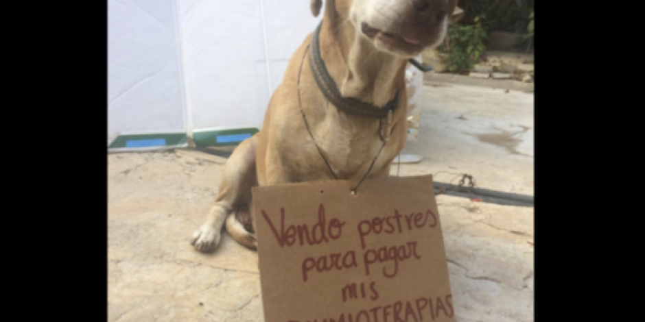 "Deko", el perro que vende postres y reúne dinero para sus quimios