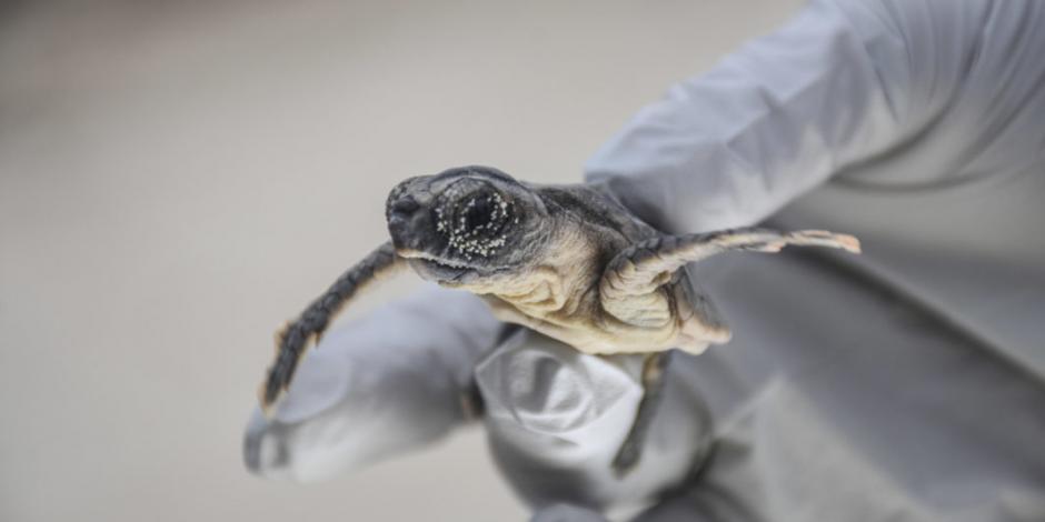 Sargazo provoca tumores en tortugas de costas mexicanas