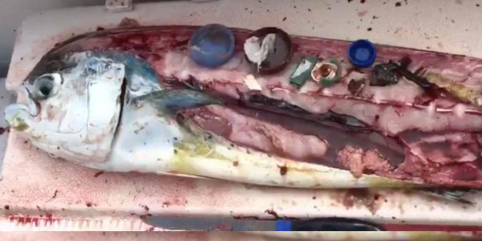 VIDEO: Chef halla desechos plásticos en pescado que pretendía cocinar