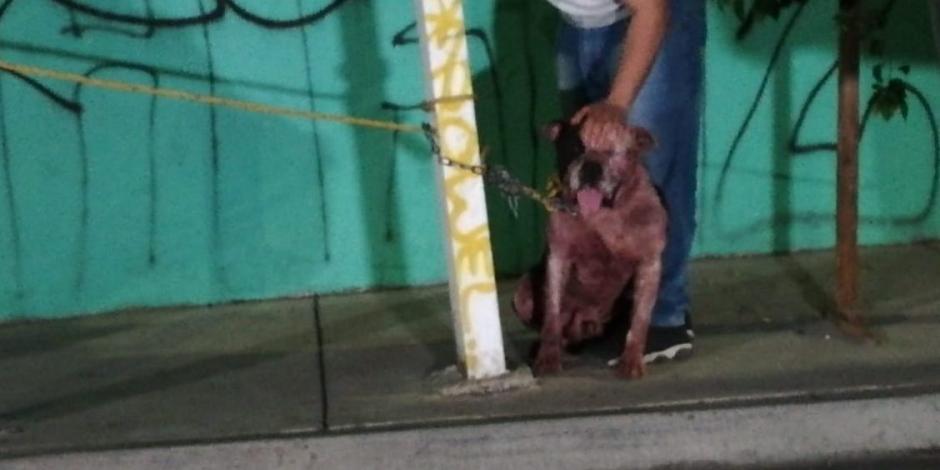Perro guardián ataca y mata a un ladrón en Guadalajara