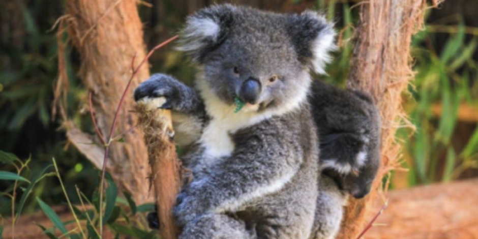 Los koalas están "funcionalmente extintos" en Australia, alerta ONG
