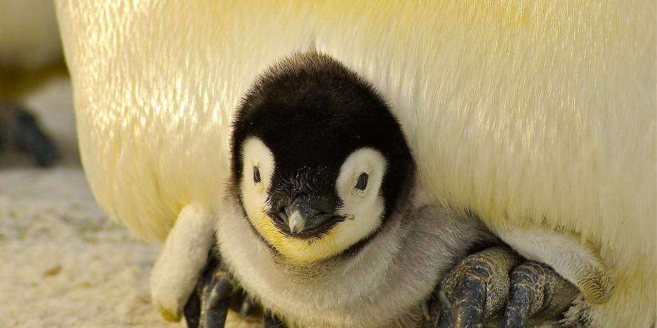 Advierten desaparición de pingüino emperador por cambio climático