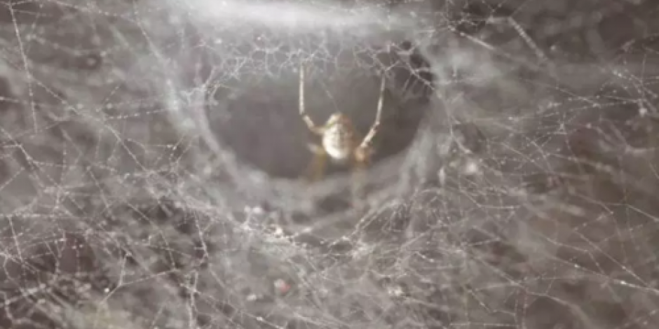 VIDEO: Va a consulta por dolor de oído y encuentran araña en su interior
