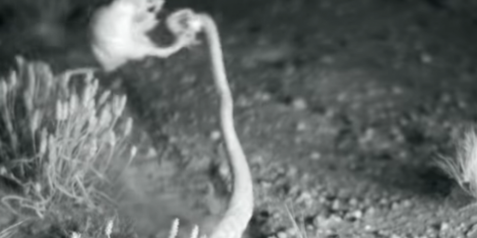VIDEO: Rata “ninja” vence a una víbora de cascabel