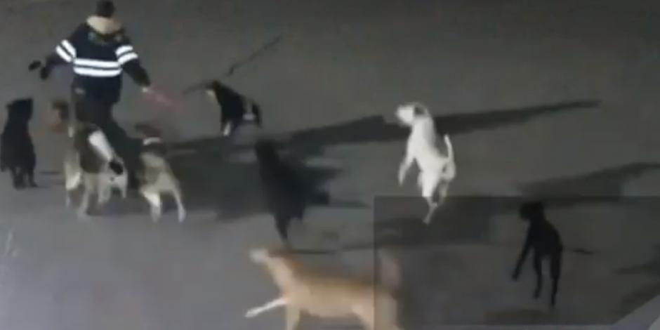 VIDEO: Perros atacan y matan a mujer en Tecámac, Edomex