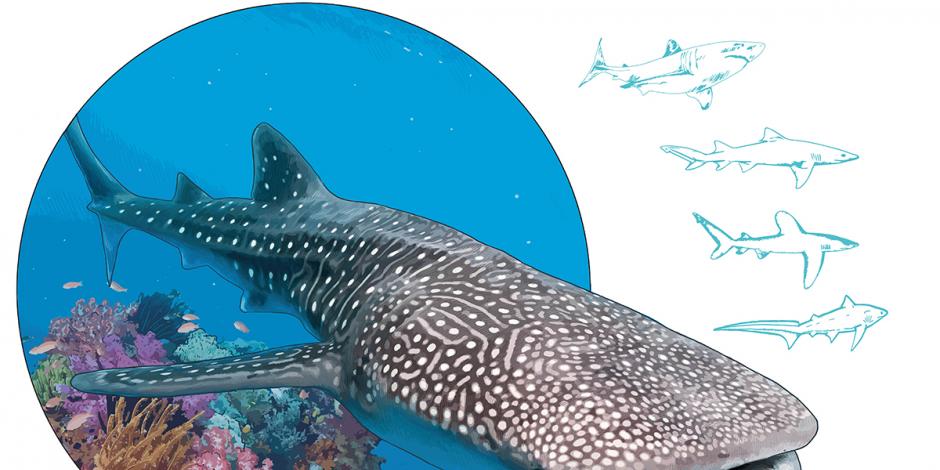 Acusan a atuneros de acelerar extinción de tiburones