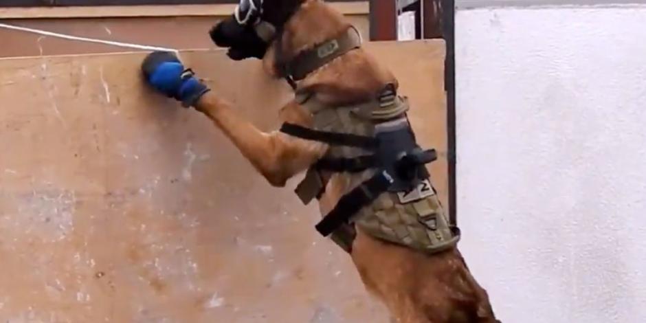 VIDEO: Semar reconoce la labor de perros rescatistas