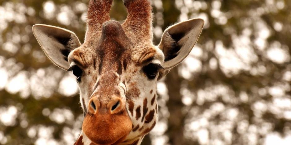 VIDEO: Visitante borracho se monta en el lomo de una jirafa en zoológico