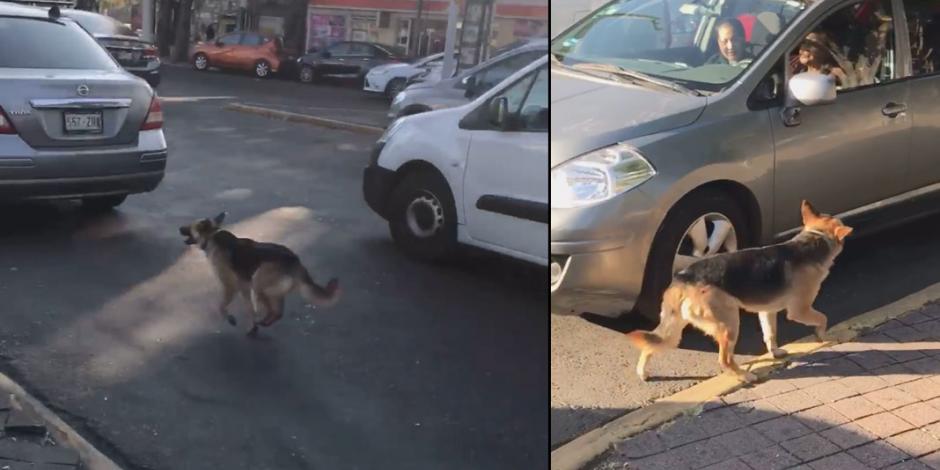Perrito persigue auto de sus dueñas, tras ser abandonado ? (VIDEO)