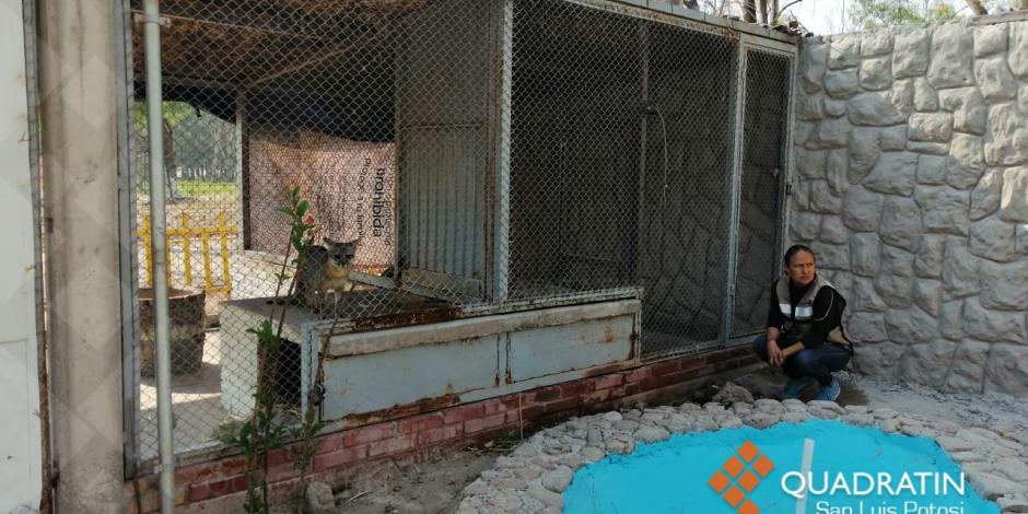 VIDEO: Rescataron a puma suelto en cochera de SLP