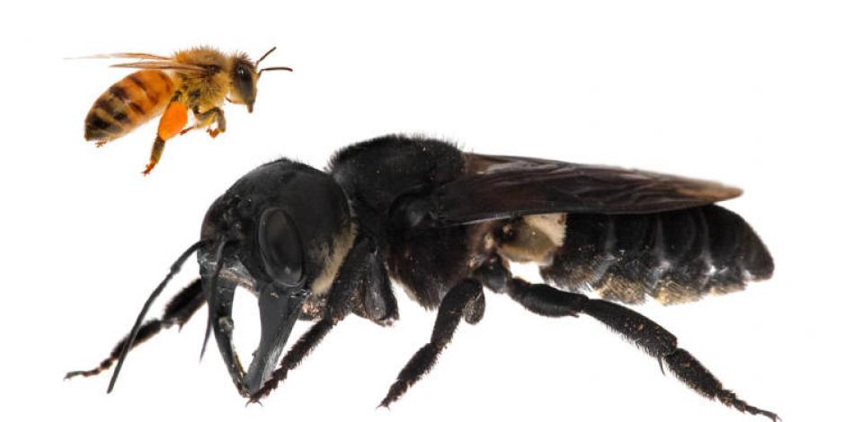 Conoce a Wallace, la abeja viva más grande del mundo