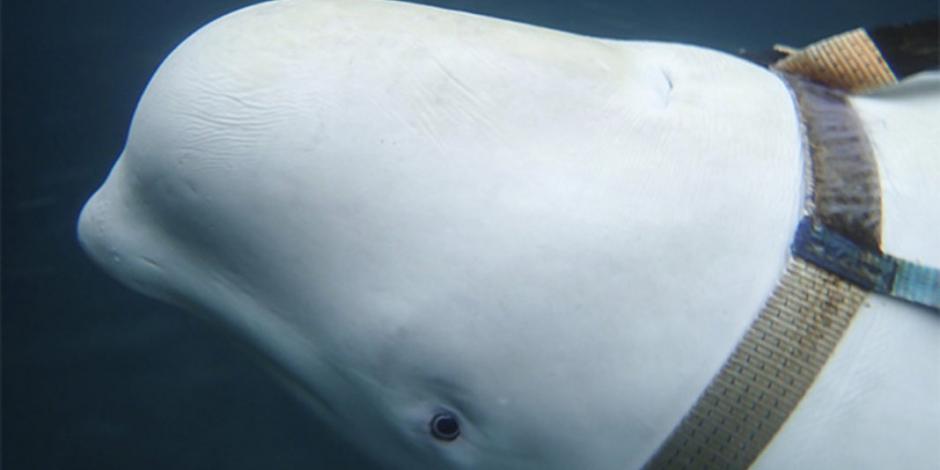 Noruegos encuentran ballena beluga con arnés ruso; sospechan de milicia