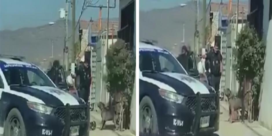 Policía dispara contra perro pitbull en Baja California (VIDEO)