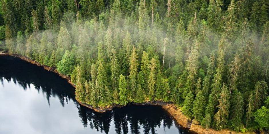Trump levanta histórica prohibición para talar árboles en el mayor bosque de EU