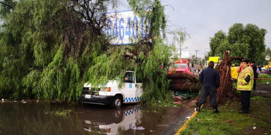 Árbol cae sobre combi y mata a pasajero en Los Reyes La Paz