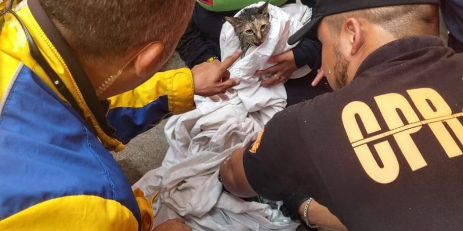 Rescatan a dos gatos de incendio en departamento en Aragón