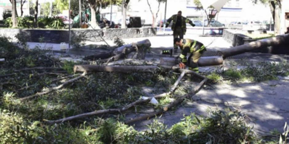 Por derribo de árboles, Mítikah podría pagar multa de 50 mdp y perder permiso