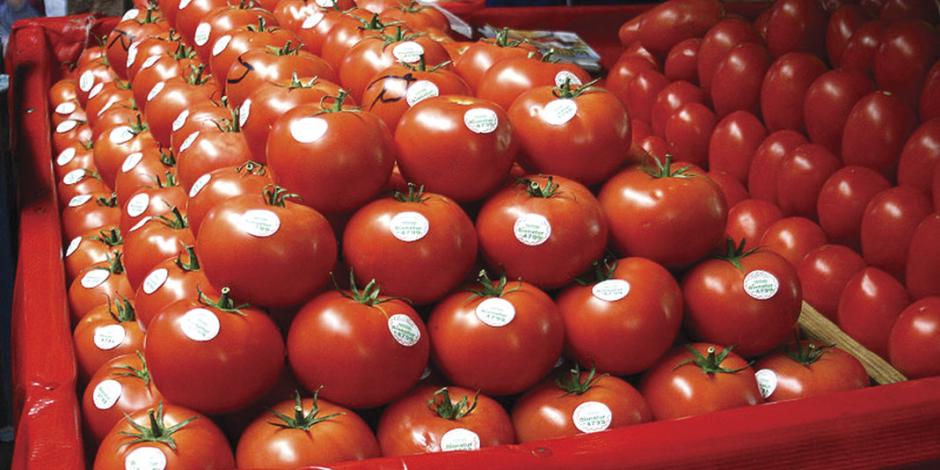 Tomateros alistan negociación con EU