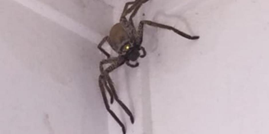 Araña gigante espanta a mujer en su casa en Australia