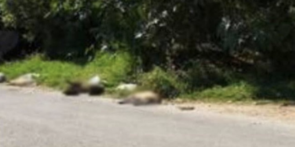Autoridades investigan envenenamiento de 12 perros en Ocotepec, Morelos