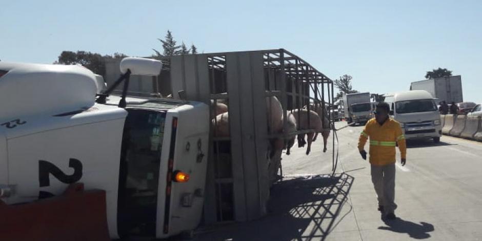 Roban cerdos de camión que volcó en la México-Puebla