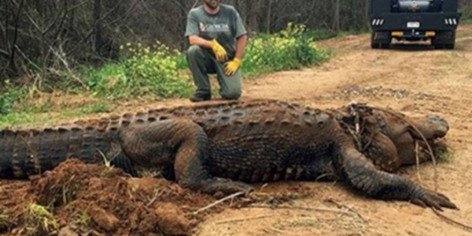 Hallan cocodrilo de casi 4 metros de largo en Georgia, EU