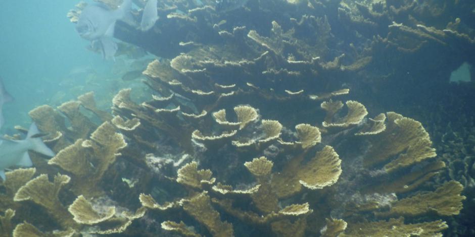Descubren cinco arrecifes de coral en Golfo de México