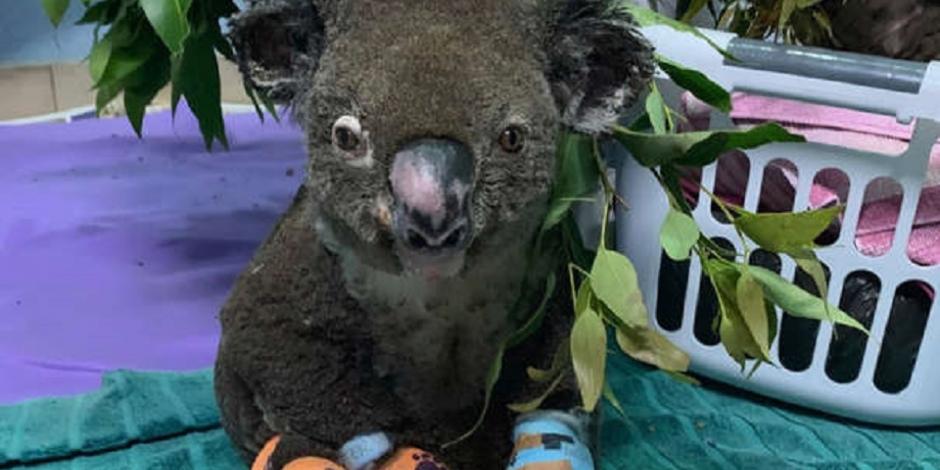 Murió Lewis, el koala que fue rescatado de los incendios en Australia