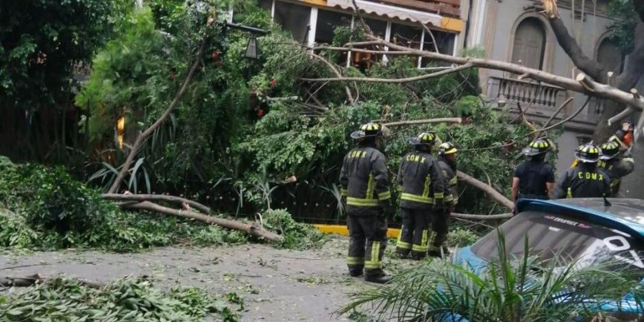 Bomberos retiran árbol de 20 metros que cayó sobre hotel en colonia Juárez