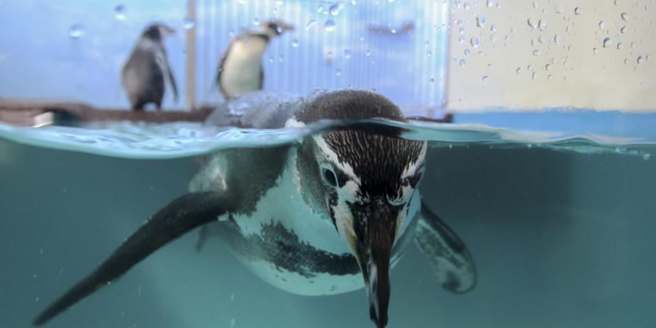 Muere pingüino de Humboldt en Parque Zoológico de León