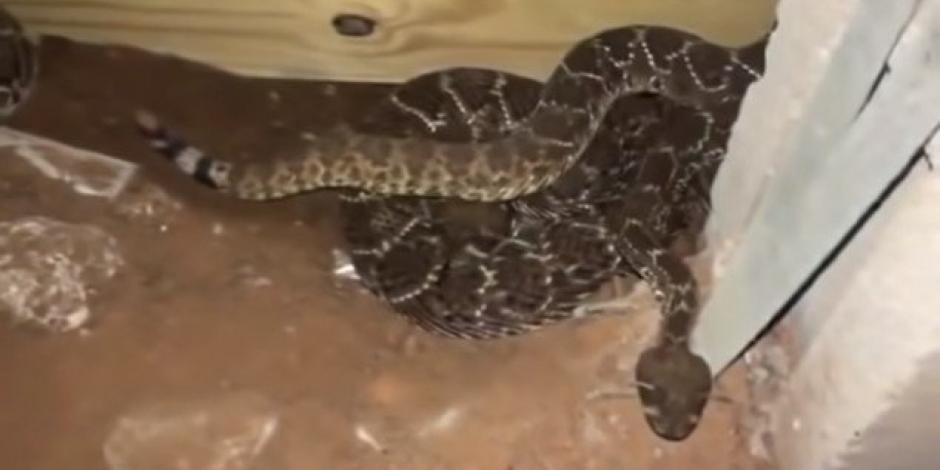 Hombre encuentra 45 serpientes bajo su casa en EU
