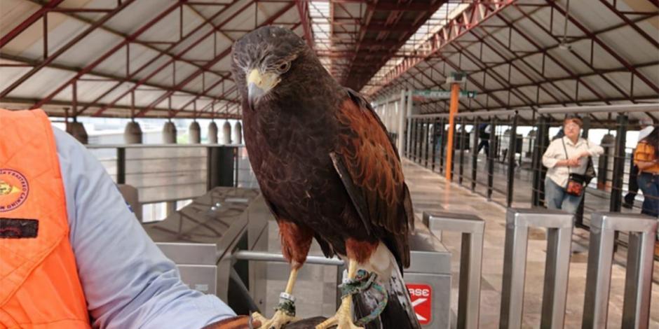 Con halcón y espantapájaros, Metro busca ahuyentar a palomas