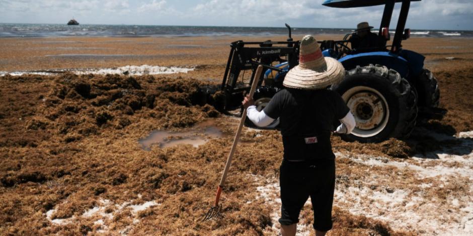 Recolectan 10 toneladas de sargazo en costas de Quintana Roo