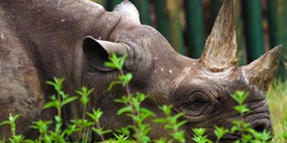Rinoceronte más vieja del mundo muere en Tanzania
