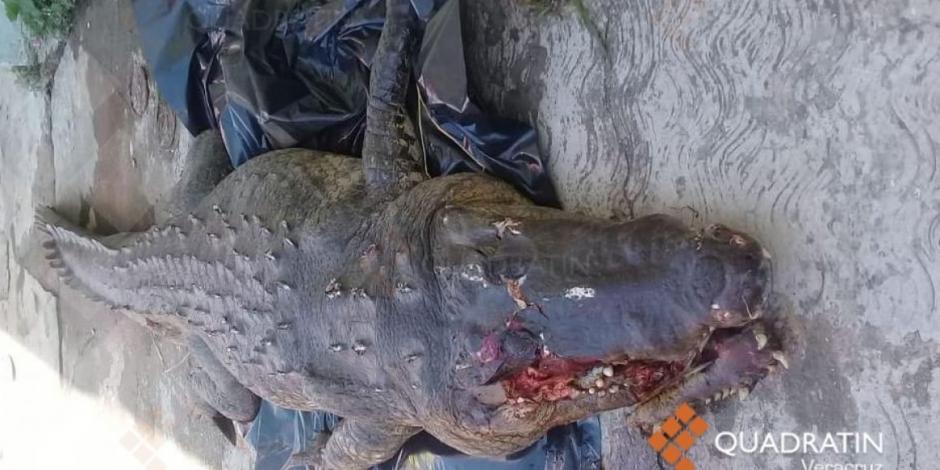 Un cocodrilo es atropellado mientras cruzaba la carretera en Veracruz