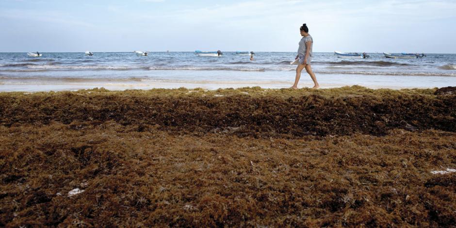 Con foco rojo, 43% de las playas del Caribe mexicano por sargazo