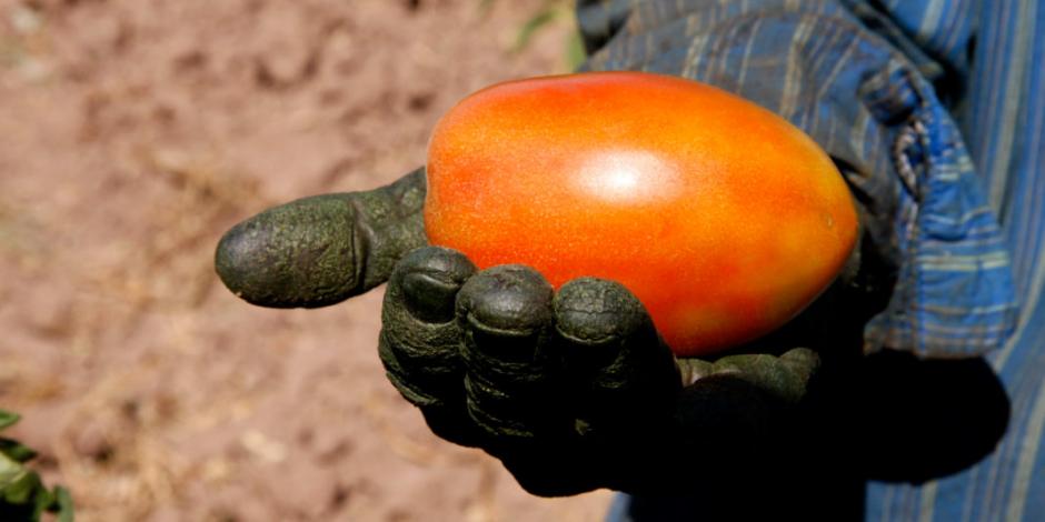 Productores, los más afectados por imposición de arancel a tomate, advierten