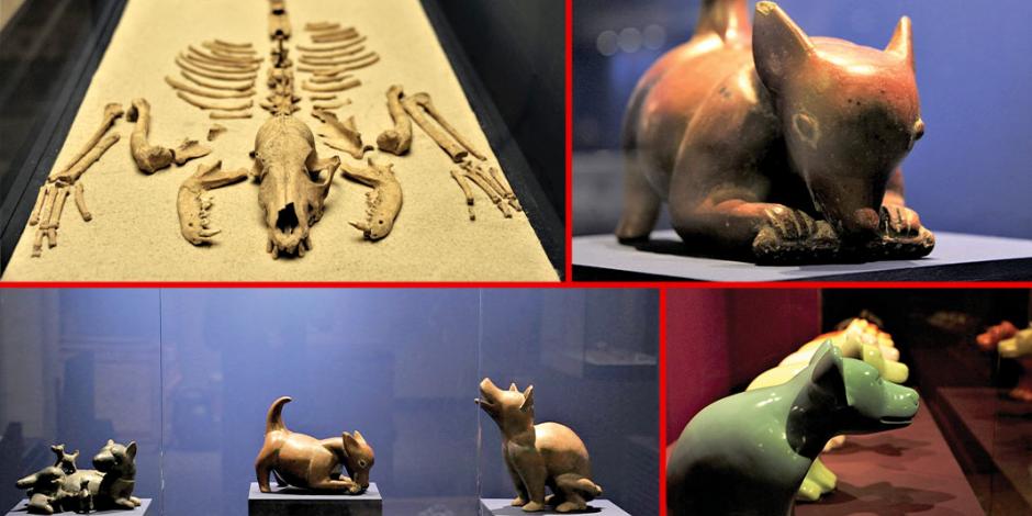 Celebran la historia y fidelidad del perro mesoamericano