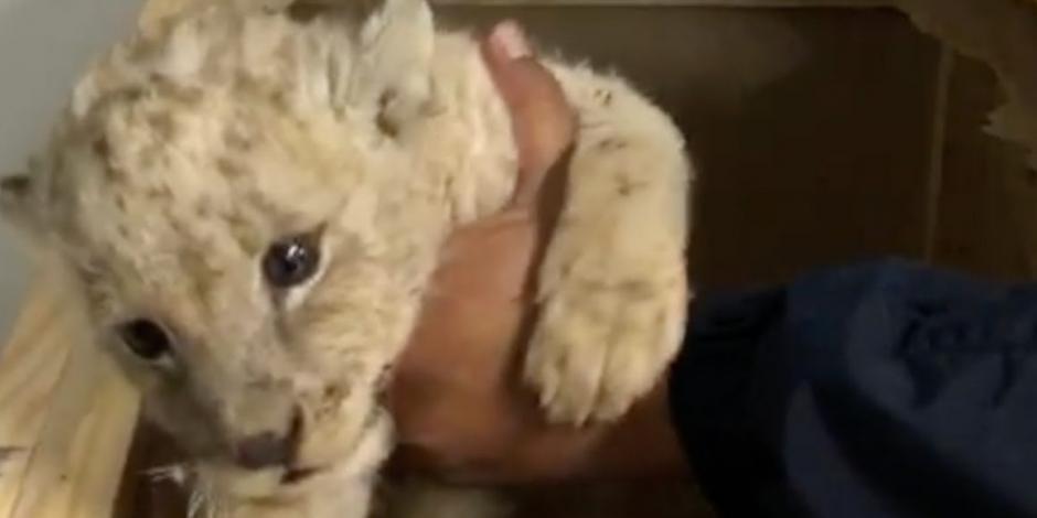 Rescatan en BC a cachorro de león que viajaba por paquetería (VIDEO)