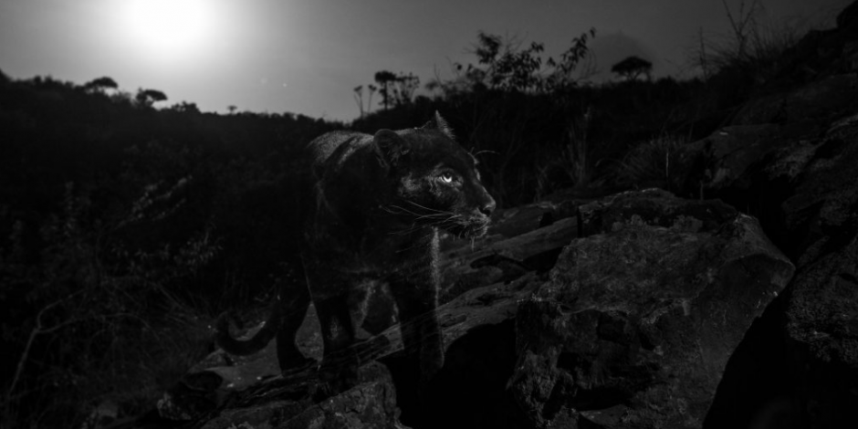 VIDEO: Captan leopardo negro en África por primera vez en 100 años
