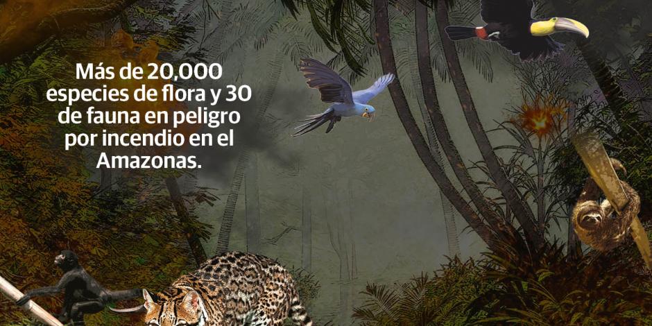 Fuego acelera extinción de al menos 30 especies en el Amazonas