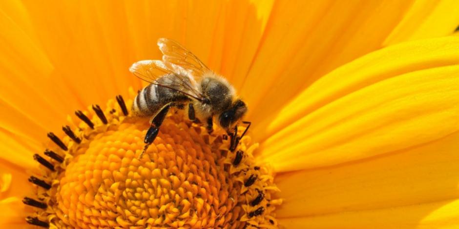 Veneno de abeja, con efectos positivos contra el Parkinson, revela estudio