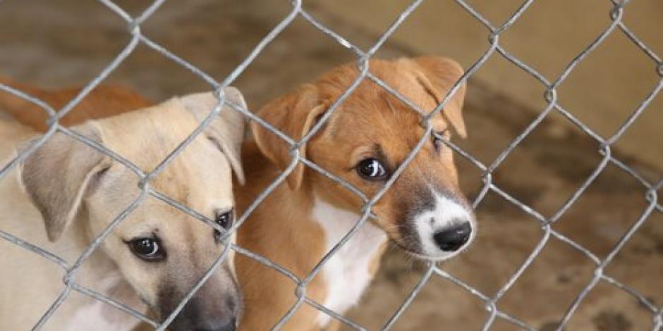 Buscan liberar a más de 30 perros de laboratorio