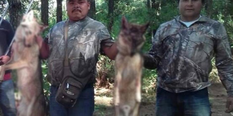 Acusan a regidor de Áporo, Michoacán de cazar lobos; piden a Semarnat indague el caso