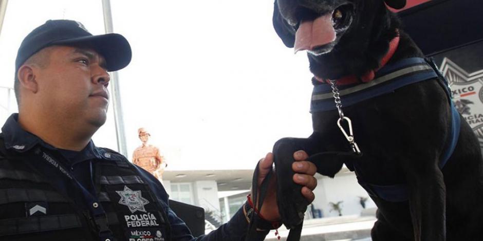 Unidad Canina de Policía Federal transita a Guardia Nacional sin problemas